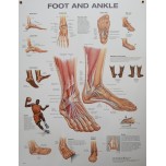 Foot & Ankle Chart